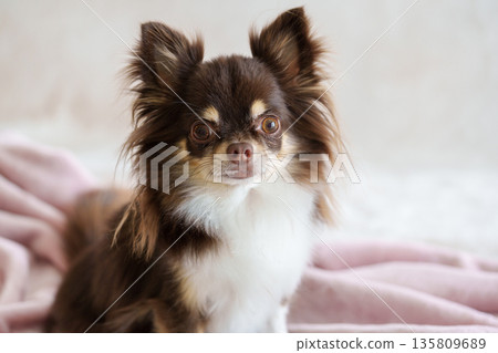 吉娃娃坐在毯子上 135809689