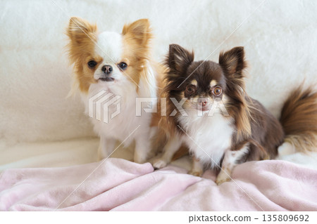 Two Chihuahuas sitting on a blanket 135809692