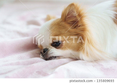 Chihuahua lying on a blanket 135809693