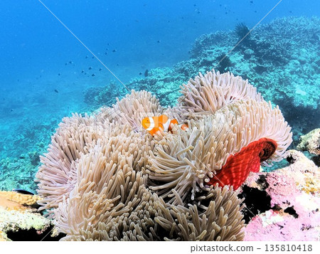 Clown anemonefish Clown anemonefish 135810418