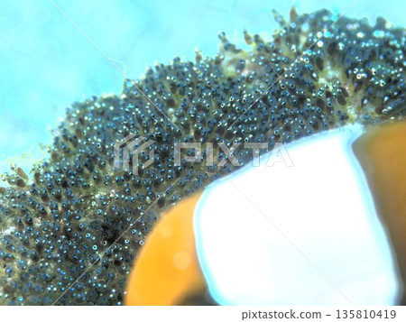 小丑魚和產卵床 小丑魚和產卵床 135810419