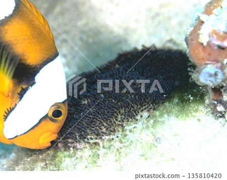 Clownfish and spawning beds 135810420