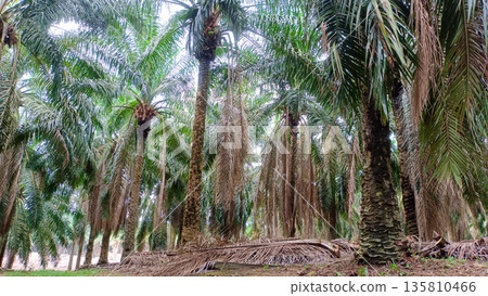 Ground Perspective of Oil Palm Plantation with Dried Fronds and Tall Trunks 135810466