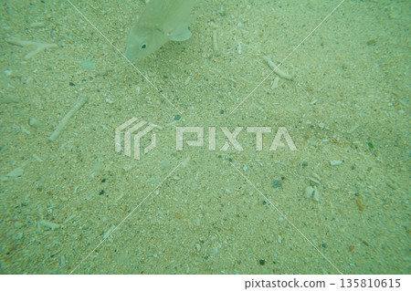 in the sea, bottom of the ocean, seabed 135810615
