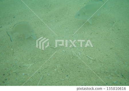 海底的 海裡 海底 135810616