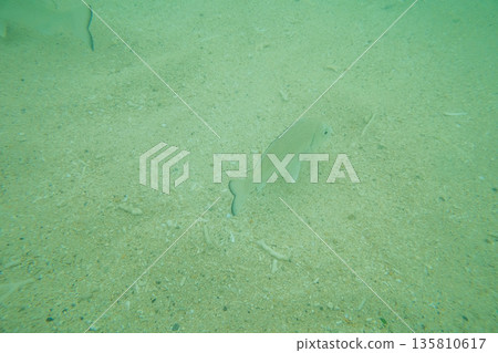 in the sea, bottom of the ocean, seabed 135810617