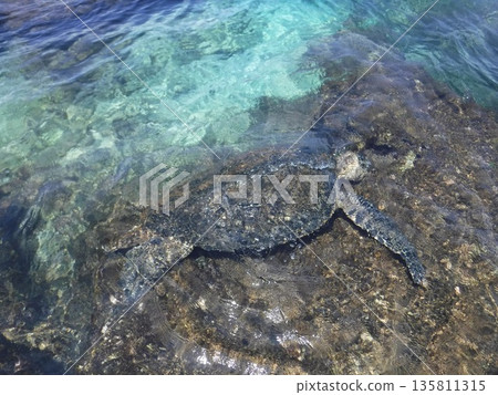 淺水中的海龜 135811315