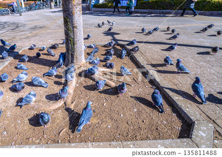 日本東京城市景觀：都丁前站…一群鴿子在曬太陽…不知道土壤是不是比較暖和一點…= 2026年1月25日 135811488
