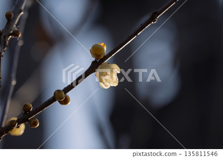 逆光背景下的黃色冬青花特寫。 135811546