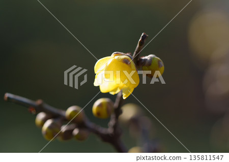 逆光背景下的黃色冬青花特寫。 135811547