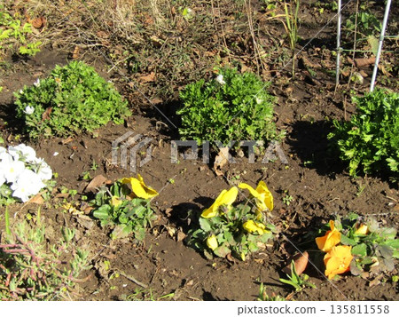 小島花卉協會花園裡的北極花與紫羅蘭 135811558