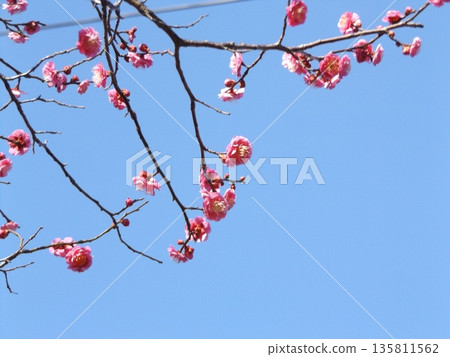 小島公園裡美麗的粉紅色花朵是紅梅花。 小島公園裡美麗的粉紅色花朵是紅梅花。 135811562