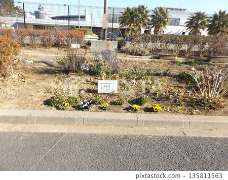 小島花卉協會花園裡的三色堇 小島花卉協會花園裡的三色堇 135811563