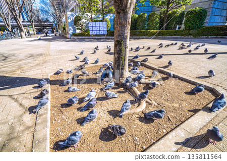 Tokyo cityscape in Japan: Tochomae Station... A flock of pigeons sunbathing... I wonder if the soil is warmer... = January 25, 2026 Tokyo cityscape in Japan: Tochomae Station... A flock of pigeons sunbathing... I wonder if the soil is warmer... = January 25, 2026 135811564