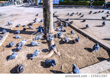 Tokyo cityscape in Japan: Tochomae Station... A flock of pigeons sunbathing... I wonder if the soil is warmer... = January 25, 2026 135811567