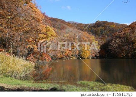 Urabandai：角櫻沼的秋葉 135811795