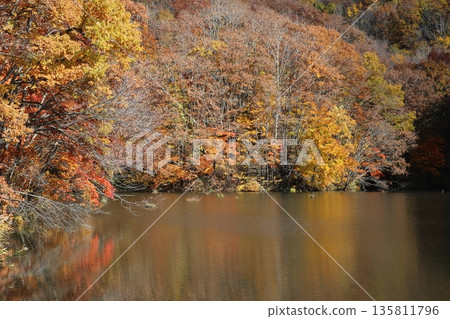 Urabandai：角櫻沼的秋葉 135811796