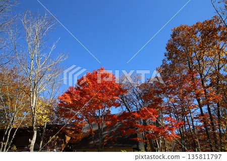 Urabandai：角櫻沼的秋葉 135811797