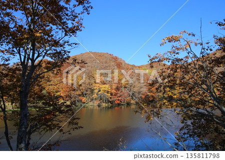 Urabandai：角櫻沼的秋葉 135811798