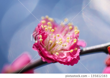 一朵鮮紅的梅花在閃爍的光影中溫暖地綻放。 一朵鮮紅的梅花在閃爍的光影中溫暖地綻放。 135812163