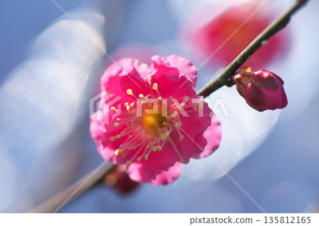 Warmly blooming red plum blossoms in the glittering light blur 135812165