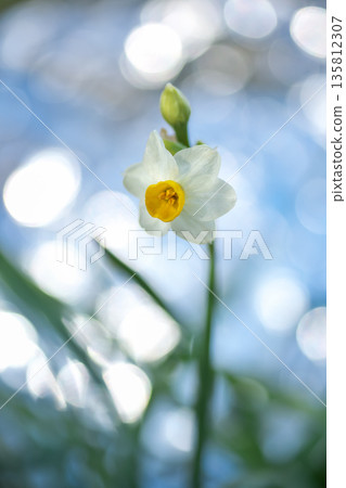 水仙花在閃爍的光影中優雅綻放 135812307