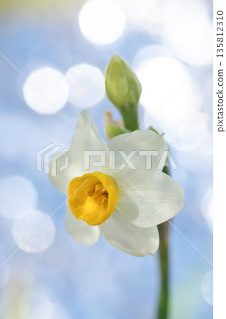 水仙花在閃爍的光影中優雅綻放 135812310