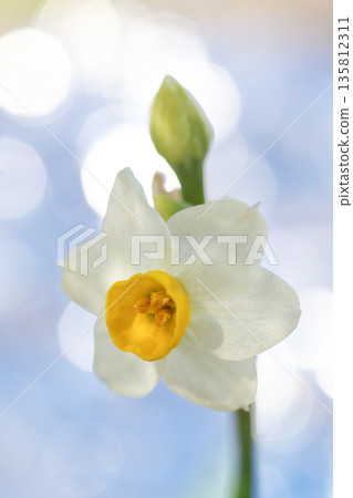 Daffodils blooming gracefully amidst a glittering blur of light 135812311