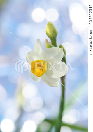 Daffodils blooming gracefully amidst a glittering blur of light 135812312