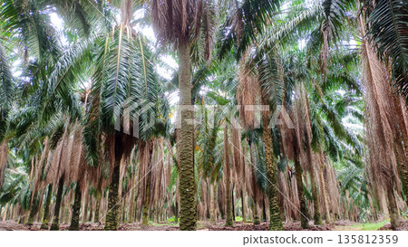 Oil Palm Tree Plantation with Symmetrical Rows and Green Fronds in Tropical Agriculture Estate 135812359