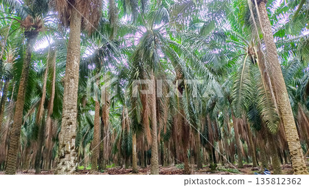 Dense Mature Oil Palm Trees in Industrial Plantation for Vegetable Oil Production Dense Mature Oil Palm Trees in Industrial Plantation for Vegetable Oil Production 135812362