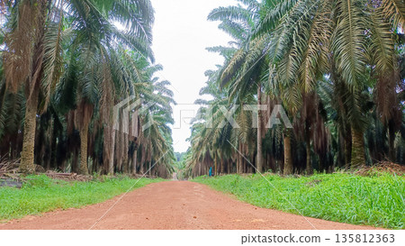 Dirt Road Pathway Between Symmetrical Rows of Palm Oil Plantation 135812363