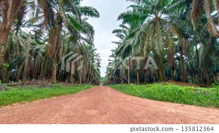 Perspective of Rural Road Through Massive Palm Oil Agricultural Field Perspective of Rural Road Through Massive Palm Oil Agricultural Field 135812364
