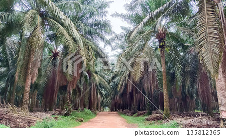 Narrow Dirt Path Leading into Dense Oil Palm Forest Plantation Narrow Dirt Path Leading into Dense Oil Palm Forest Plantation 135812365