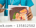 Liver with gallbladder, pancreas spleen and duodenum, Asian doctor holding human model. 135812502
