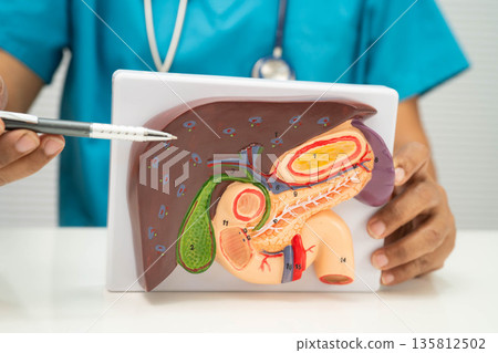 Liver with gallbladder, pancreas spleen and duodenum, Asian doctor holding human model. 135812502