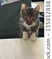 The kitten peeked from the marble countertop 135812838