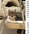 The tabby cat rested on the chair cushion. 135812840