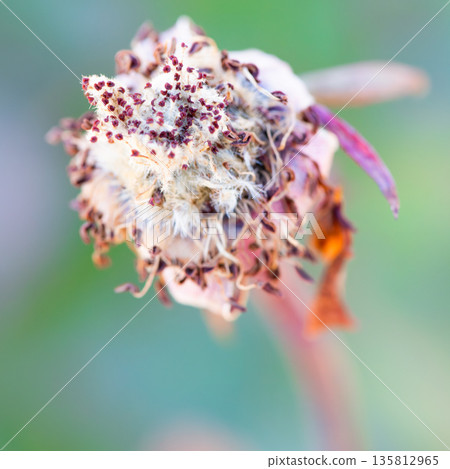 Withered rose flower 135812965