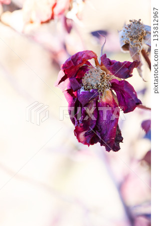 Withered rose flower with wilted petals 135812967