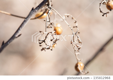 纖細光禿的枝條和棕色的小果實散發出寒冷的冬天氣息。 135812968