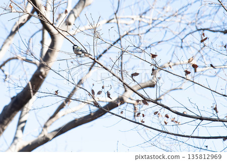 寒冷的冬日天空，以及一群大胸脯的景象 135812969