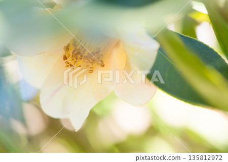 白色山茶花 135812972