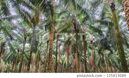 Tropical Oil Palm Plantation Canopy View Tropical Oil Palm Plantation Canopy View 135813089