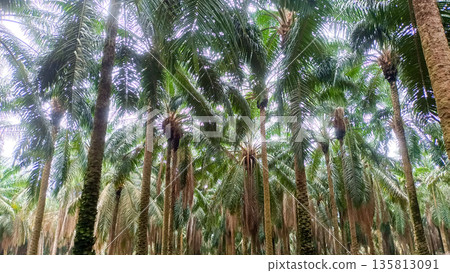 Vibrant Green Oil Palm Estate Perspective 135813091