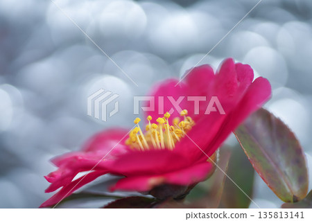 一朵在閃耀光芒中綻放的花朵。山茶花在寒冷的冬季盛開著溫暖的深紅色花朵。 一朵在閃耀光芒中綻放的花朵。山茶花在寒冷的冬季盛開著溫暖的深紅色花朵。 135813141