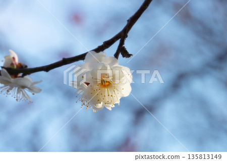 梅花告訴春天的到來 梅花告訴春天的到來 135813149