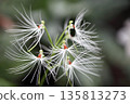 Habenaria medusa flower 135813273