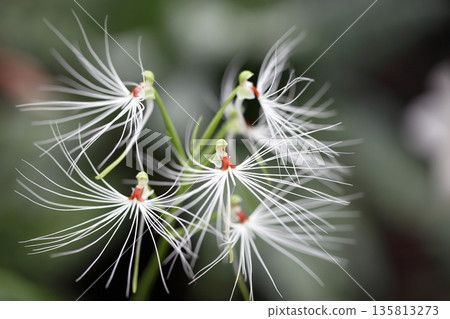 Habenaria 水母花 135813273