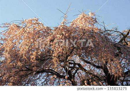 春天，長野縣木曾町的杜鵑花、櫻花和臭菘盛開。 135813275